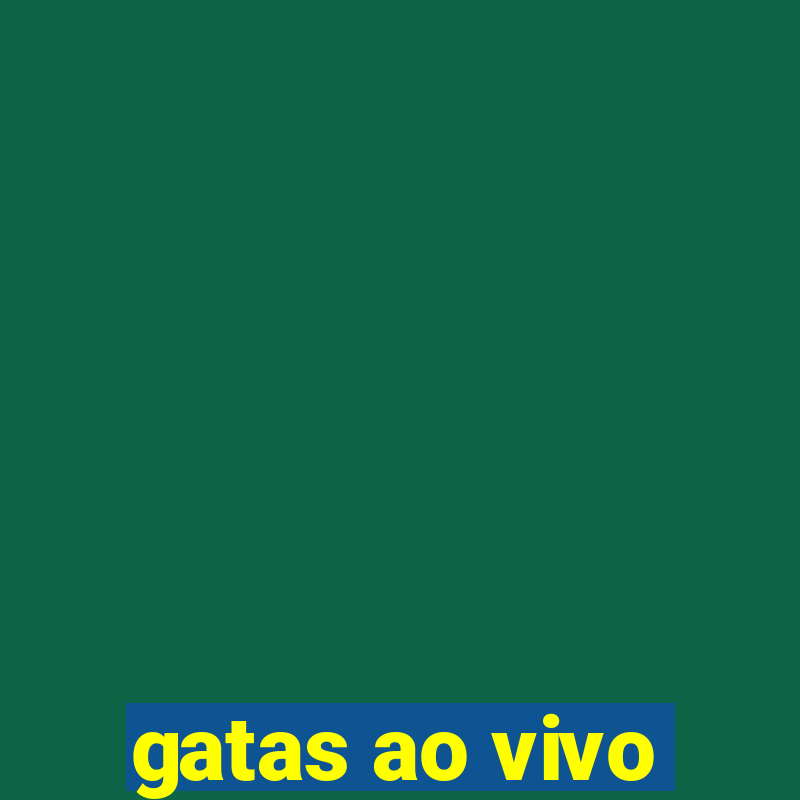 gatas ao vivo